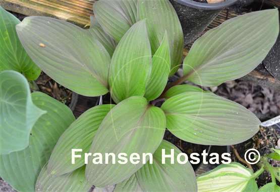 Hosta Bloodline